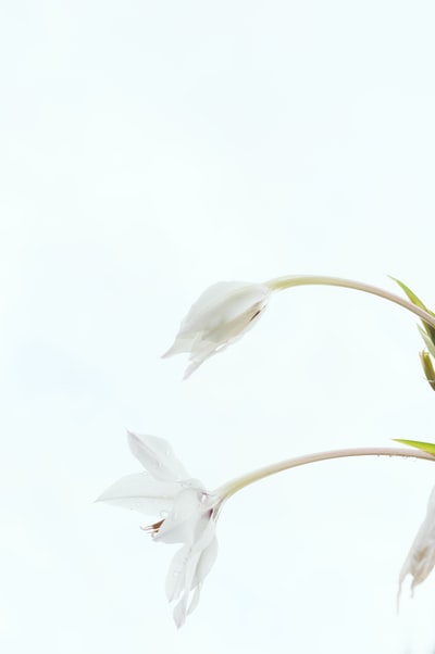 白色的花瓣开在白色的背上